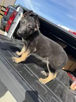 Maverick , a male German Shepherd Dog for sale in Bethlehem, GA – Photo 5 of 5