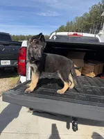 Maverick , a male German Shepherd Dog for sale in Bethlehem, GA – Photo 1 of 5