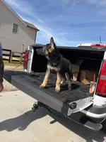 Maverick , a male German Shepherd Dog for sale in Bethlehem, GA – Photo 3 of 5