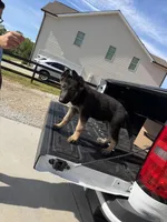 Maverick , a male German Shepherd Dog for sale in Bethlehem, GA – Photo 4 of 5