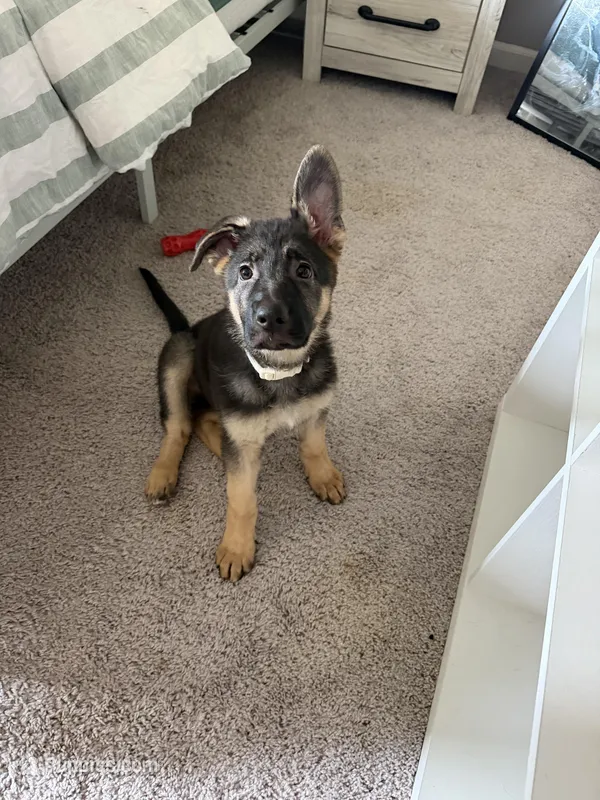 Padme  – German Shepherd Dog puppy for sale in Bethlehem, GA