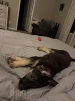 Padme , a female German Shepherd Dog for sale in Bethlehem, GA – Photo 4 of 4