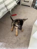 Padme , a female German Shepherd Dog for sale in Bethlehem, GA – Photo 3 of 4