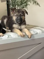 Leia, a female German Shepherd Dog for sale in Bethlehem, GA – Photo 1 of 2