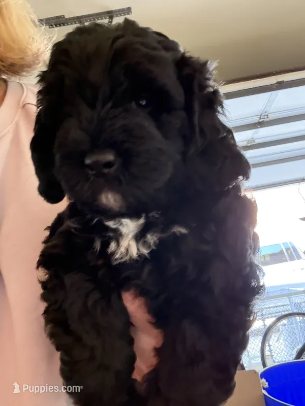 Major – Australian Labradoodle puppy for sale in Austin, TX