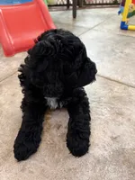 Major, a male Australian Labradoodle for sale in Austin, TX – 4 of 4