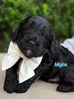Major, a male Australian Labradoodle for sale in Austin, TX – 2 of 3
