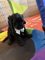 Major, a male Australian Labradoodle for sale in Austin, TX – 3 of 3