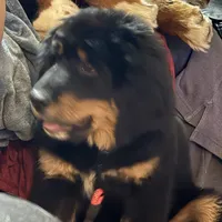 Red, a female Bernese Mountain Dog and Tibetan Mastiff for sale in Manchester, CT – Photo 6 of 9