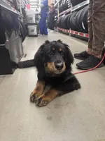 Red, a female Bernese Mountain Dog and Tibetan Mastiff for sale in Manchester, CT – Photo 10 of 10