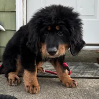 Red, a female Bernese Mountain Dog and Tibetan Mastiff for sale in Manchester, CT – Photo 9 of 9