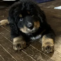 Red, a female Bernese Mountain Dog and Tibetan Mastiff for sale in Manchester, CT – Photo 7 of 9
