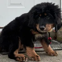 Red, a female Bernese Mountain Dog and Tibetan Mastiff for sale in Manchester, CT – Photo 8 of 9