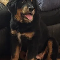 Red, a female Bernese Mountain Dog and Tibetan Mastiff for sale in Manchester, CT – Photo 3 of 9