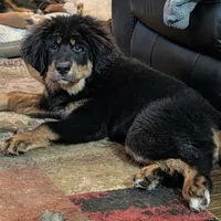 Red, a female Bernese Mountain Dog and Tibetan Mastiff for sale in Manchester, CT – Photo 2 of 9