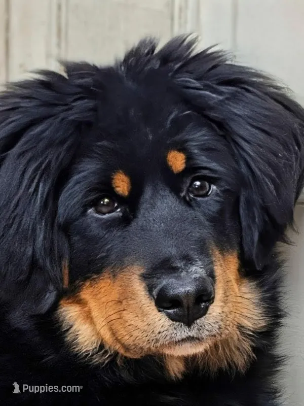 Red – Bernese Mountain Dog, Tibetan Mastiff puppy for sale in Manchester, CT