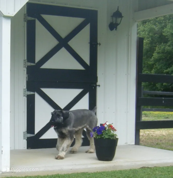 Dixie – Giant Schnauzer puppy for sale in Junction City, OH