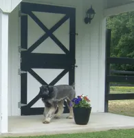 Dixie, a female Giant Schnauzer for sale in Junction City, OH – 1 of 1