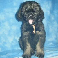 Giant Giants, a  Giant Schnauzer for sale in Junction City, OH – Photo 2 of 6
