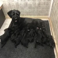 Giant Giants, a  Giant Schnauzer for sale in Junction City, OH – Photo 5 of 6