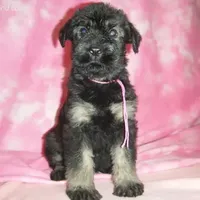 Giant Giants, a  Giant Schnauzer for sale in Junction City, OH – Photo 3 of 6