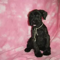 Giant Giants, a  Giant Schnauzer for sale in Junction City, OH – Photo 1 of 6