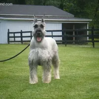Giant Giants, a  Giant Schnauzer for sale in Junction City, OH – Photo 6 of 6
