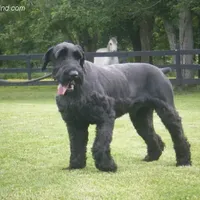 Giant Giants, a  Giant Schnauzer for sale in Junction City, OH – Photo 4 of 6