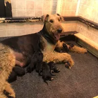 AKC Oorang, a  Airedale Terrier for sale in Junction City, OH – Photo 3 of 6