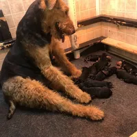 AKC Oorang, a  Airedale Terrier for sale in Junction City, OH – Photo 4 of 6