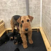 AKC Oorang, a  Airedale Terrier for sale in Junction City, OH – Photo 2 of 6