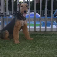 AKC Oorang, a  Airedale Terrier for sale in Junction City, OH – Photo 6 of 6
