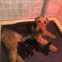 AKC Oorang, a  Airedale Terrier for sale in Junction City, OH – Photo 5 of 6