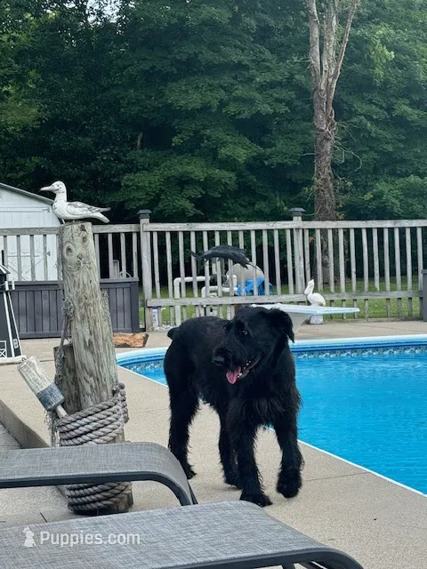 Atti, a female Giant Schnauzer for sale in Junction City, OH – 1 of 1