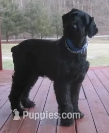 Teddy – Giant Schnauzer puppy for sale in Junction City, OH