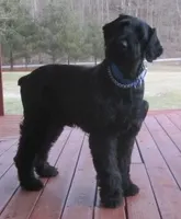 Teddy, a male Giant Schnauzer for sale in Junction City, OH – 1 of 1