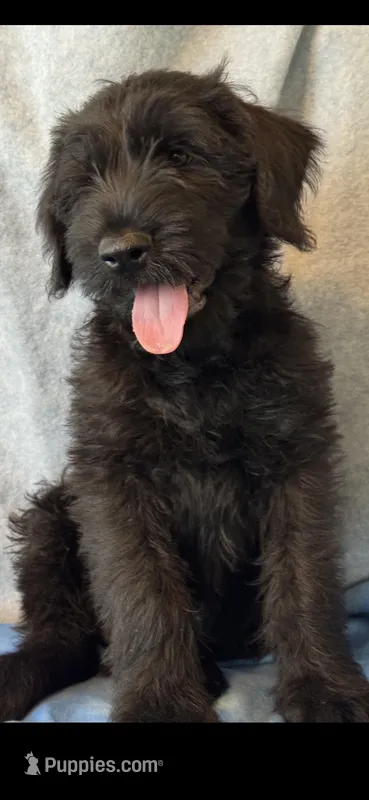 Giant Giants – Giant Schnauzer puppy for sale in Junction City, OH