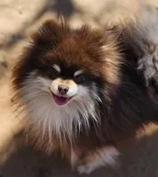 Winston AKC, a male Pomeranian for sale in Enid, OK – Photo 2 of 3