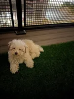 Nini, a male Yorkipoo for sale in Norfolk, VA – Photo 3 of 3