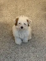 Nini, a male Yorkipoo for sale in Norfolk, VA – Photo 2 of 3