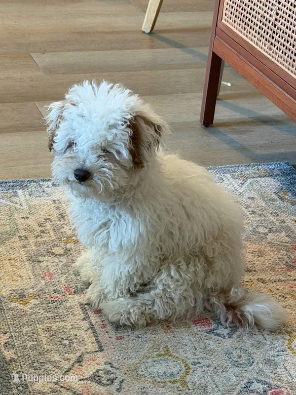 Nini – Yorkipoo puppy for sale in Norfolk, VA