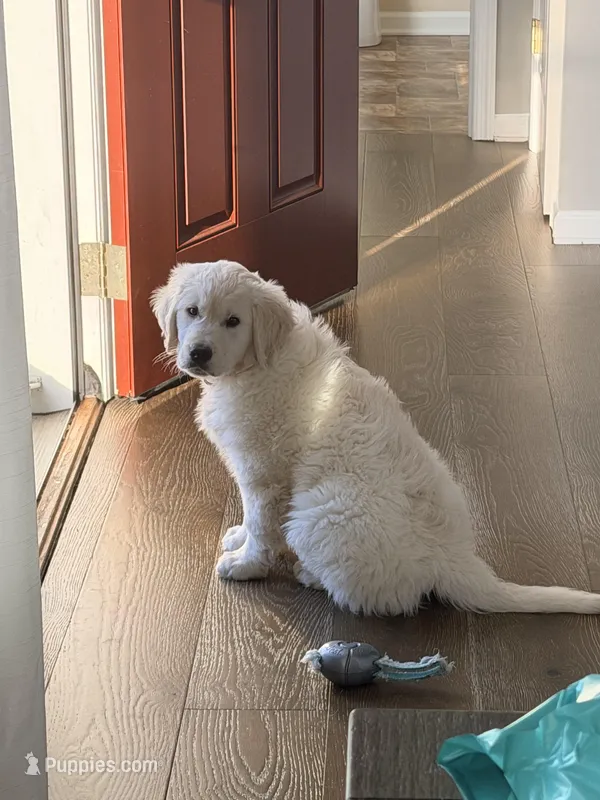  Buddy – English Cream Golden Retriever puppy for sale in Clifton Park, NY