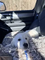  Buddy, a male English Cream Golden Retriever for sale in Clifton Park, NY – Photo 4 of 7