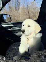  Buddy, a male English Cream Golden Retriever for sale in Clifton Park, NY – Photo 3 of 7