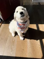  Buddy, a male English Cream Golden Retriever for sale in Clifton Park, NY – Photo 6 of 7