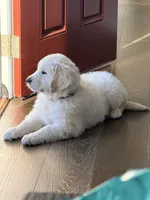  Buddy, a male English Cream Golden Retriever for sale in Clifton Park, NY – Photo 7 of 7