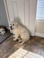  Buddy, a male English Cream Golden Retriever for sale in Clifton Park, NY – Photo 5 of 7