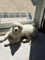  Buddy, a male English Cream Golden Retriever for sale in Clifton Park, NY – Photo 2 of 7