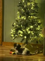 Max, a male Yorkshire Terrier for sale in Walker, LA – Photo 2 of 3