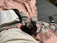 Max, a male Yorkshire Terrier for sale in Walker, LA – Photo 3 of 3